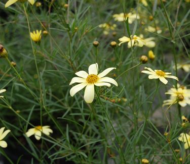 Coreopsis verticillata 'Moonbeam'