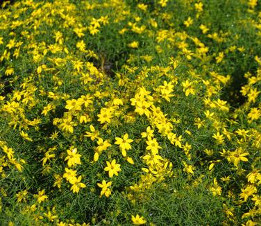 Coreopsis verticillata Zagreb - Threadleaf Tickseed