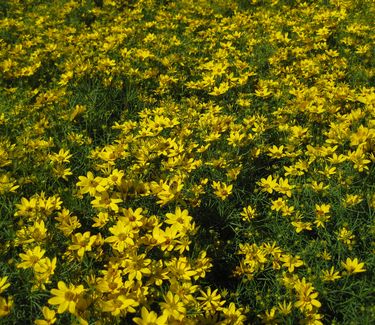 Coreopsis verticillata Zagreb - Tickseed 