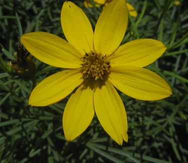 Coreopsis verticillata 'Zagreb'