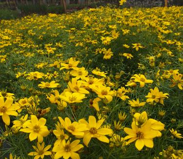 Coreopsis verticillata Zagreb