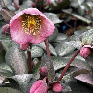 Helleborus x Frostkiss™ Dorothy's Dawn®