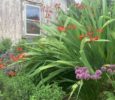 Crocosmia 'Lucifer' - Montbretia from Pleasant Run Nursery