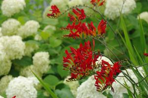 Crocosmia 'Lucifer' - Montbretia