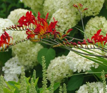 Crocosmia 'Lucifer' - Montbretia