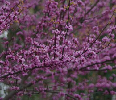 Cercis canadensis Ace of Hearts (@ Scott Arb)