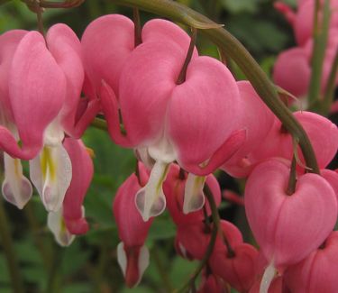 Dicentra spectabilis 