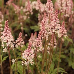 Tiarella x Candy Striper