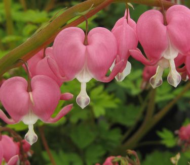 Dicentra spectabilis