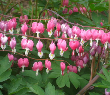 Dicentra spectabilis