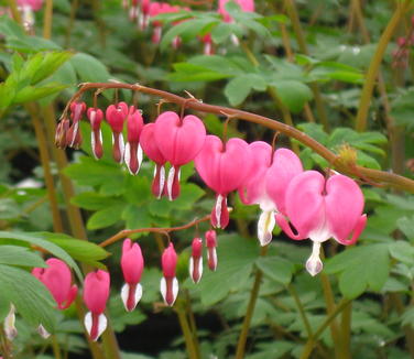 Dicentra spectabilis - Bleeding Heart