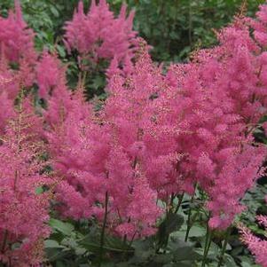 Astilbe x arendsii Rheinland