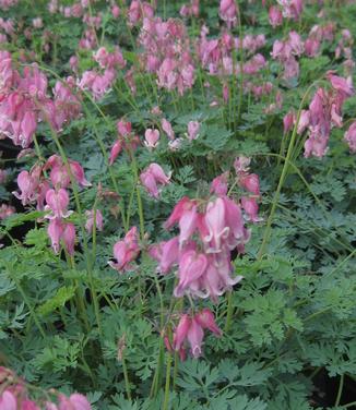 Dicentra x 'King of Hearts' - Fringed Bleeding Heart