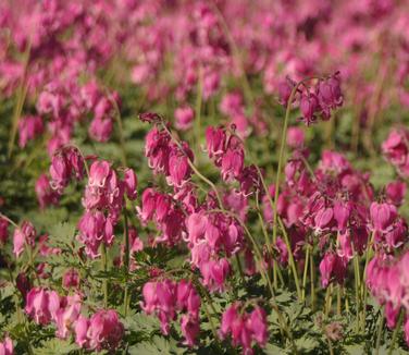 Dicentra x 'King of Hearts'