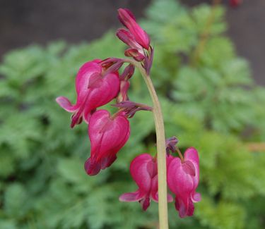 Dicentra x 'King of Hearts' - Fringed Bleeding Heart 