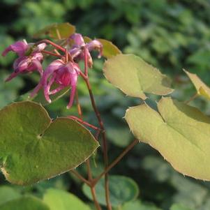 Epimedium grandiflorum Red Beauty