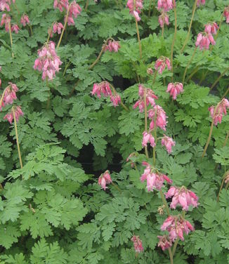 Dicentra x Luxuriant 