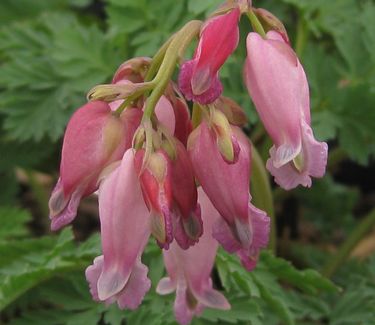 Dicentra x Luxuriant - Bleeding Heart