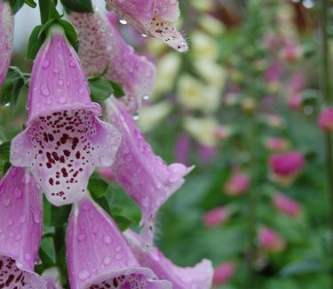 Digitalis purpurea 'Foxy' 