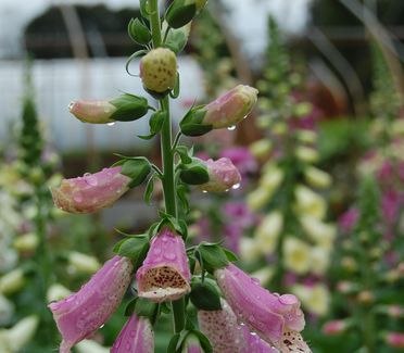 Digitalis purpurea 'Foxy'