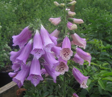 Digitalis purpurea Foxy - Common Foxglove 