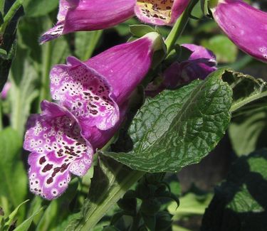 Digitalis purpurea Foxy - Common Foxglove