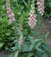 Digitalis x mertonensis