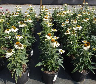 Echinacea purpurea White Swan