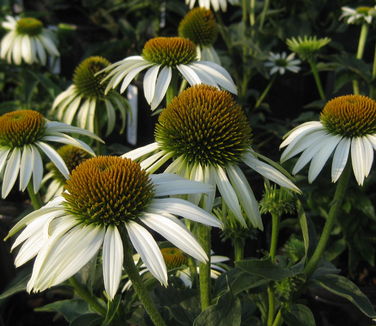 Echinacea purpurea White Swan 