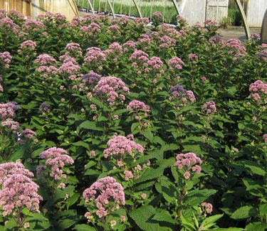 Eupatorium dubium Little Joe