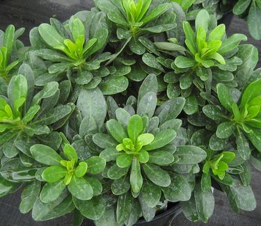 Euphorbia amygdaloides var. robbiae - 'Mrs Robb's Bonnet' Wood Spurge