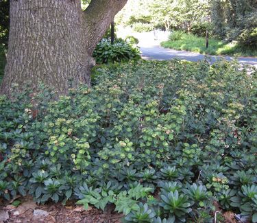 Euphorbia amygdaloides var. robbiae (Scott Arb)