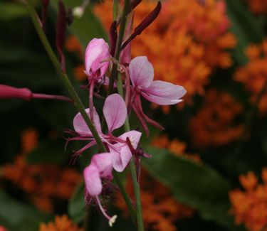 Gaura linderheimeri 'Siskiyou Pink' - Wandflower