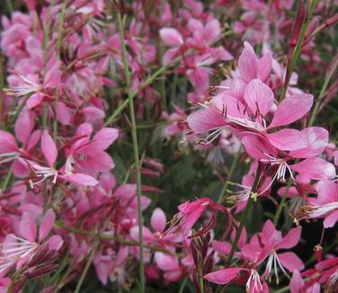 Gaura linderheimeri Siskiyou Pink