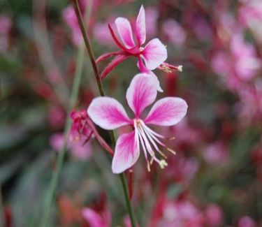 Gaura linderheimeri 'Siskiyou Pink' 