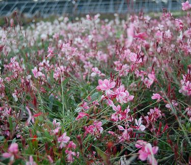 Gaura linderheimeri 'Siskiyou Pink' 