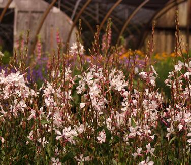 Gaura linderheimeri Whirling Butterflies