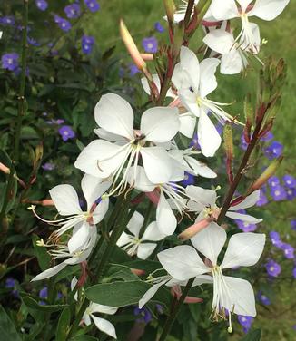 Gaura linderheimeri Whirling Butterflies