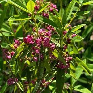 Kalmia angustifolia 