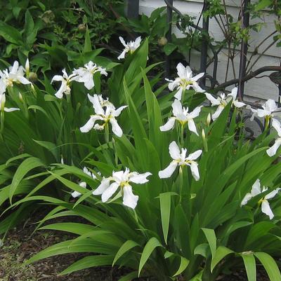 Iris tectorum var. album 