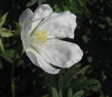 Geranium sanguineum Album