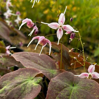 Epimedium grandiflorum Pretty in Pink