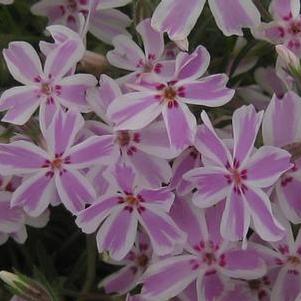 Phlox subulata Candy Stripe