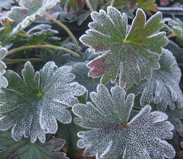 Geranium sanguineum 'Max Frei' - Bloody Cranesbill (w/ frost)