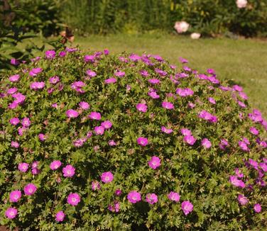 Geranium sanguineum Max Frei