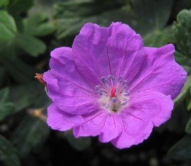 Geranium sanguineum Max Frei