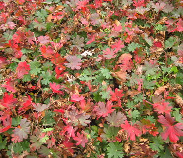 Geranium sanguineum var. striatum (fall color)