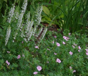 Geranium sanguineum var. striatum