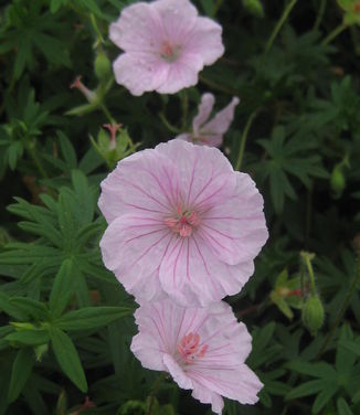 Geranium sanguineum var. striatum - Striped Bloody Cranesbill