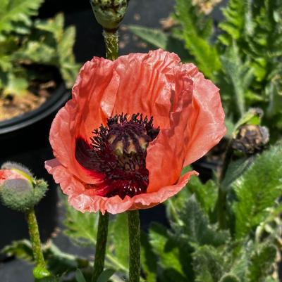 Papaver orientale Queen Alexandra